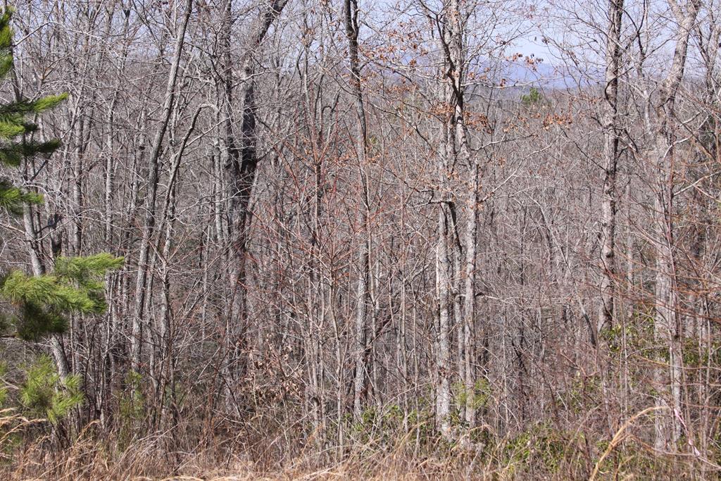 409736 Mineral Bluff Land