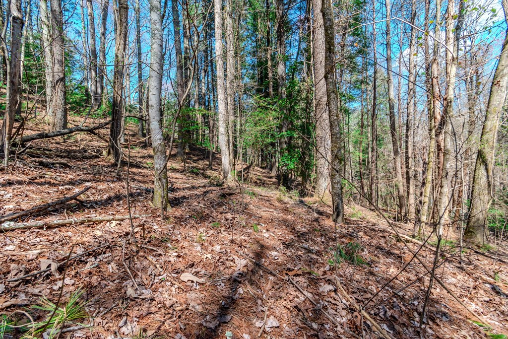 409741 Ellijay Land