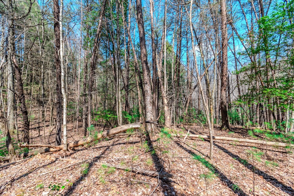 409741 Ellijay Land