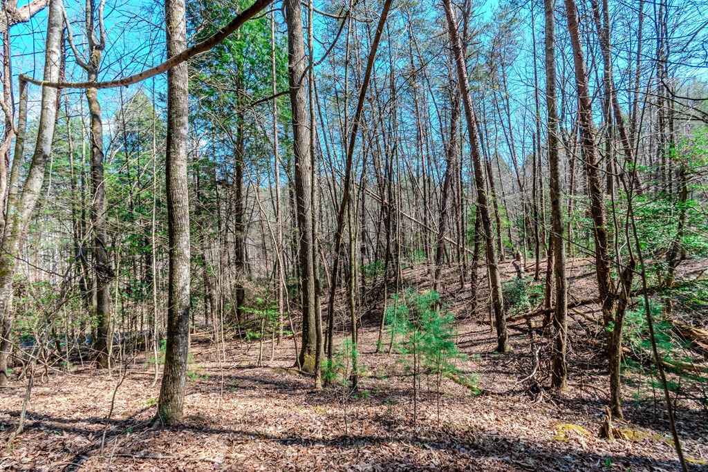 409741 Ellijay Land