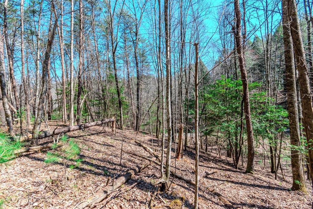 409741 Ellijay Land