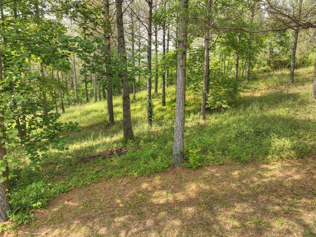 409769 Ellijay Land