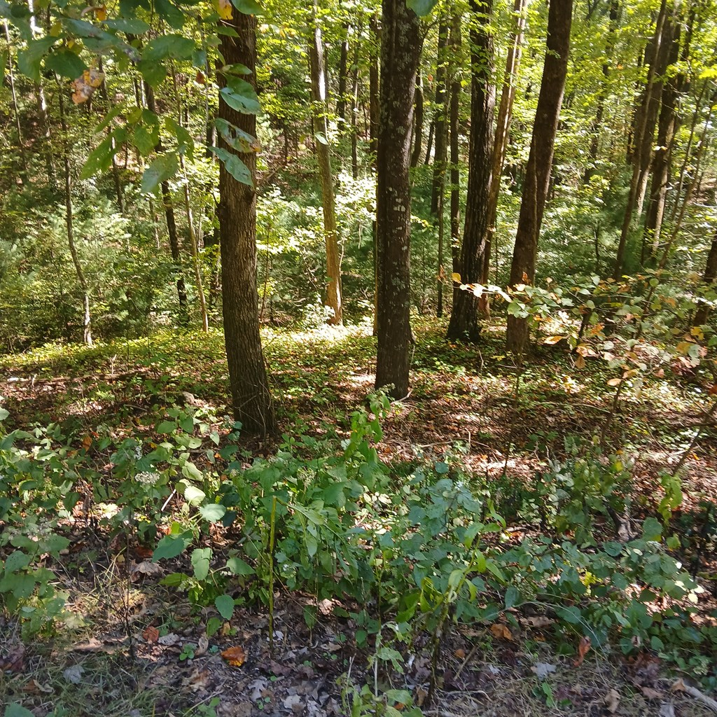 409828 Ellijay Land