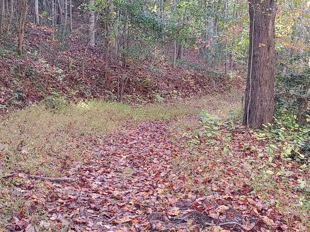 409849 Mineral Bluff Land