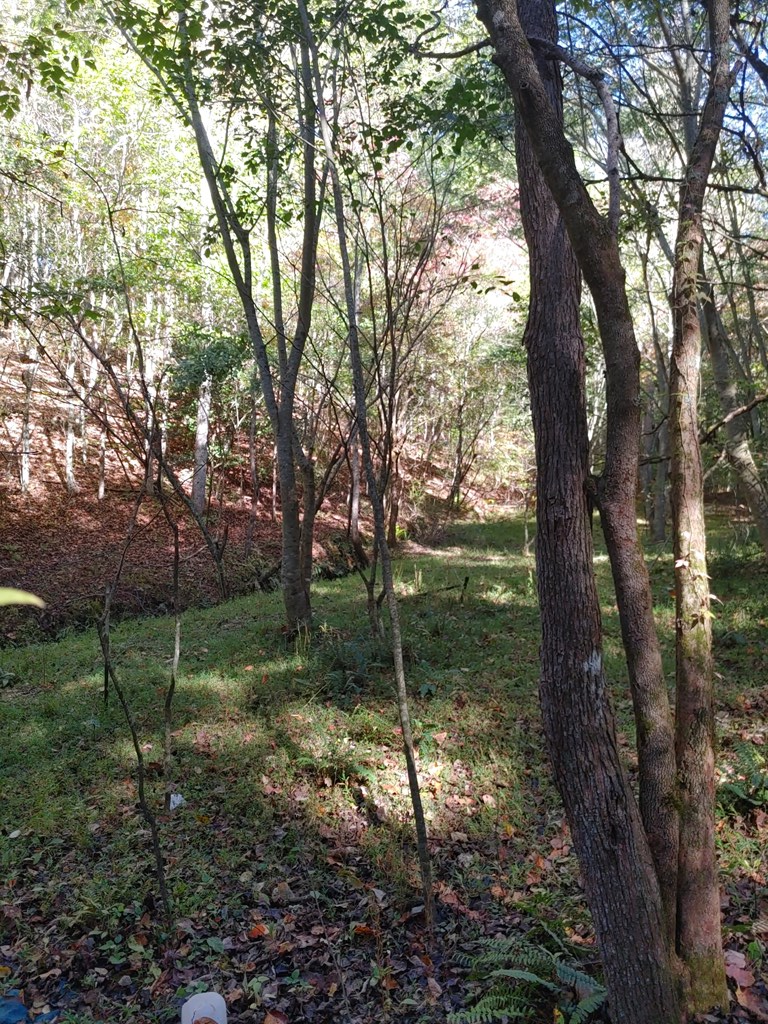 409849 Mineral Bluff Land