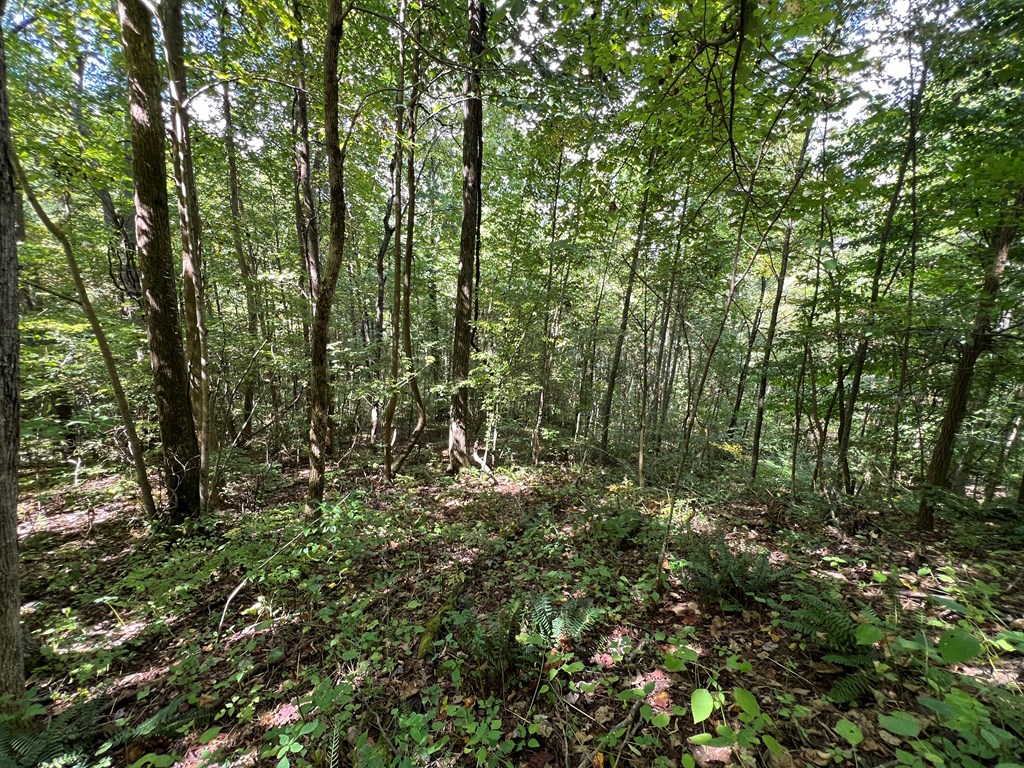 409862 Hayesville Land