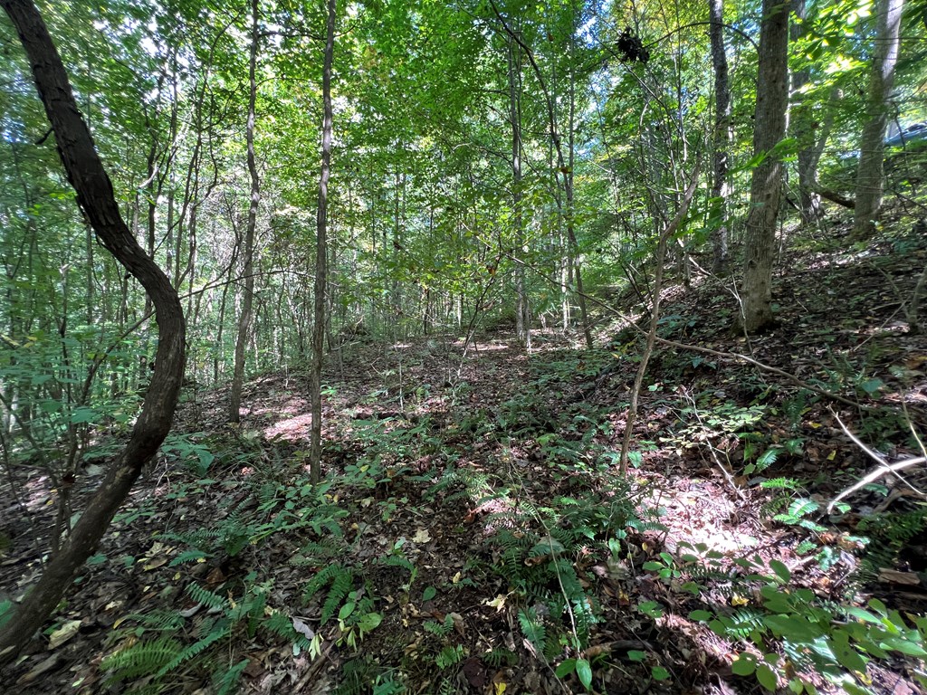 409862 Hayesville Land