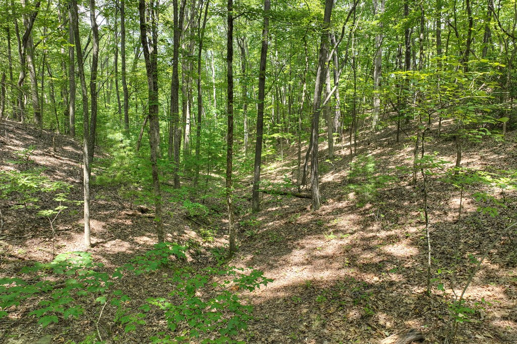 409907 Mineral Bluff Land