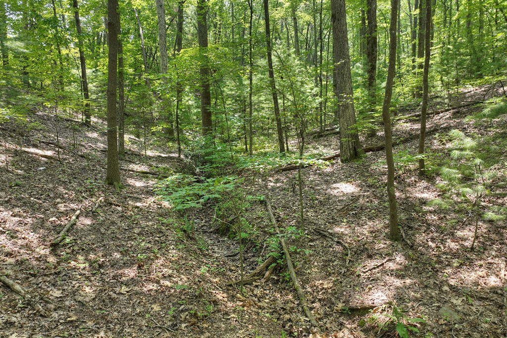 409907 Mineral Bluff Land