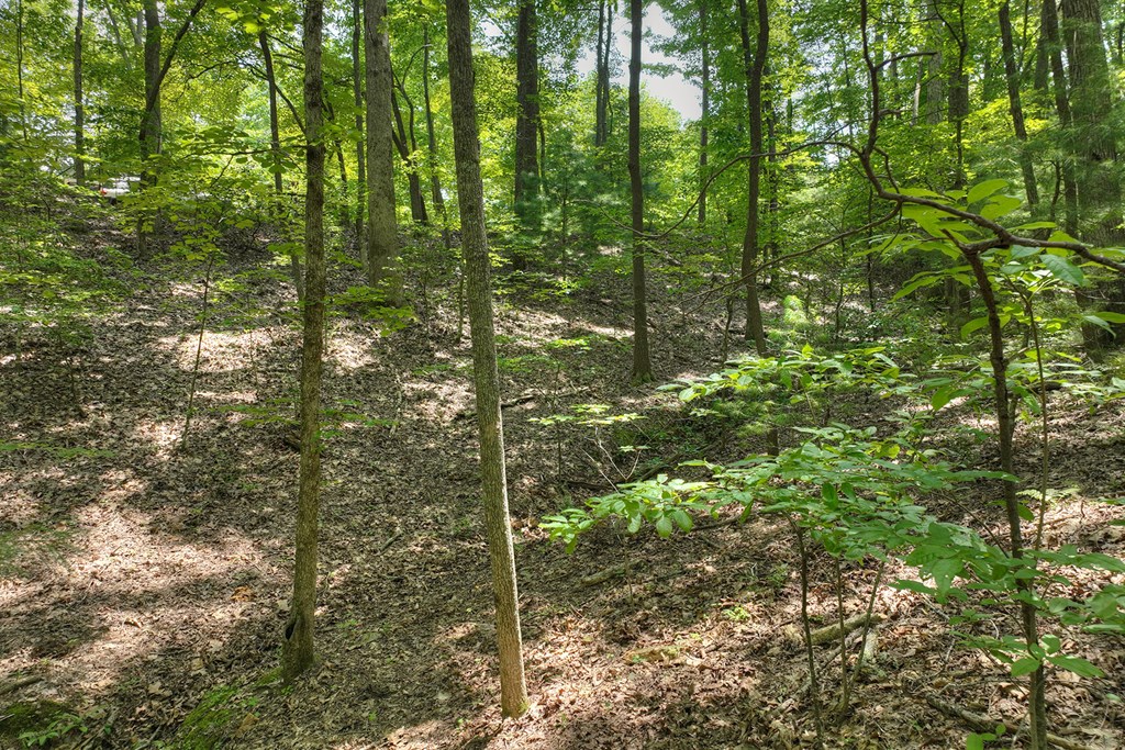 409907 Mineral Bluff Land