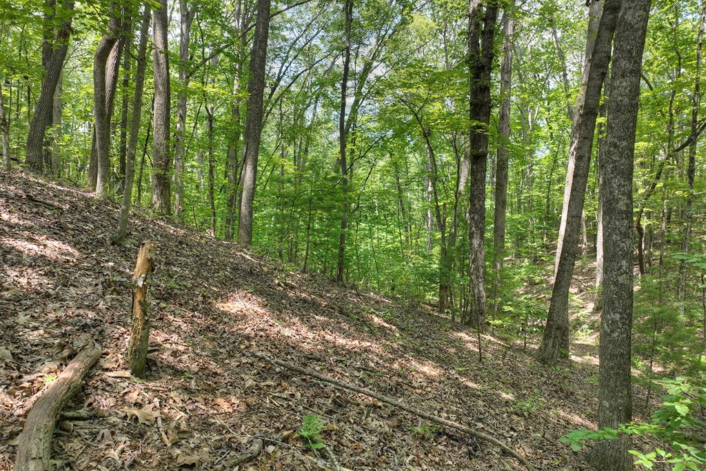 409907 Mineral Bluff Land