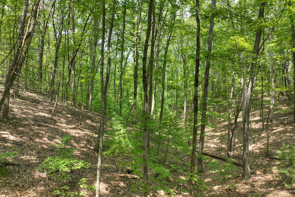 409907 Mineral Bluff Land