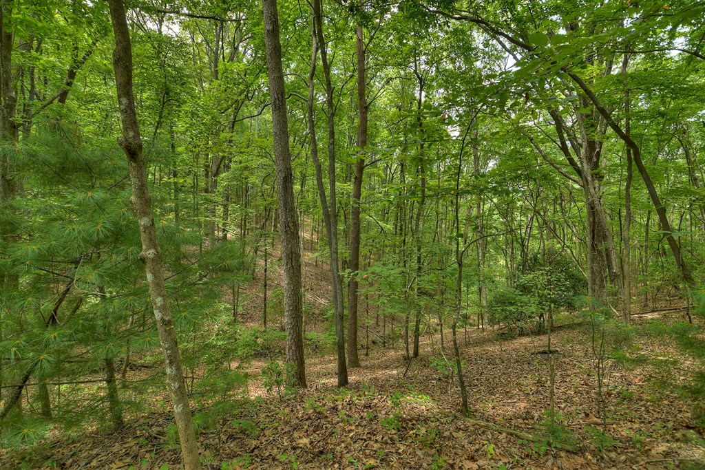 409907 Mineral Bluff Land