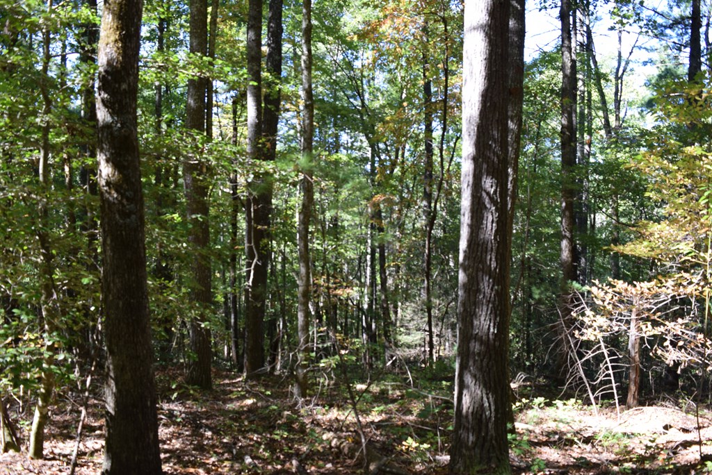 409928 Ellijay Land