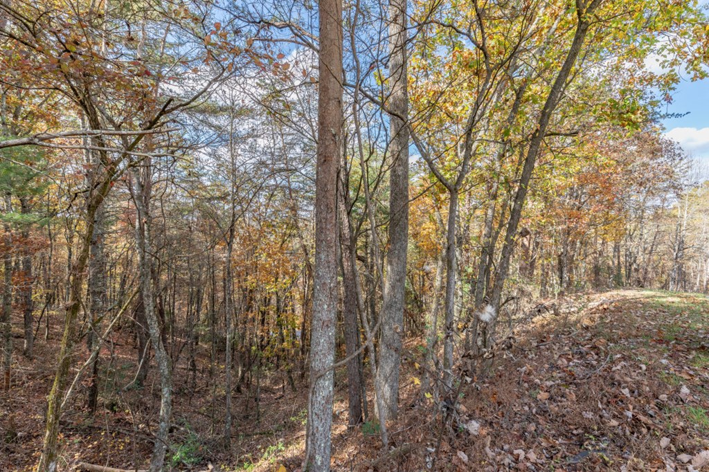 411377 Mineral Bluff Land