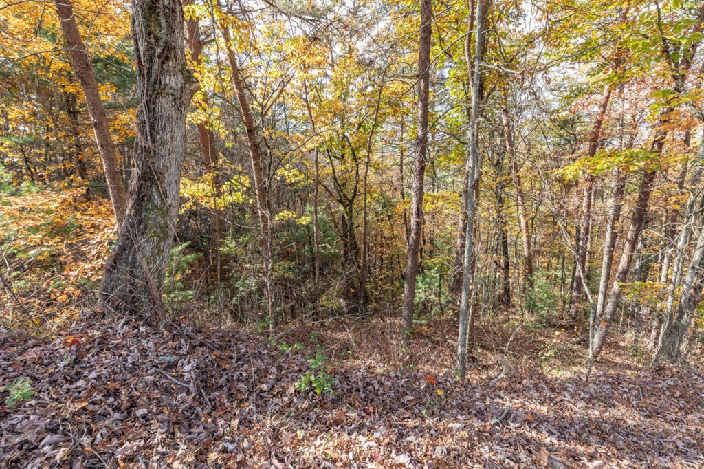 411377 Mineral Bluff Land