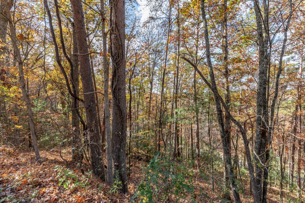 411377 Mineral Bluff Land