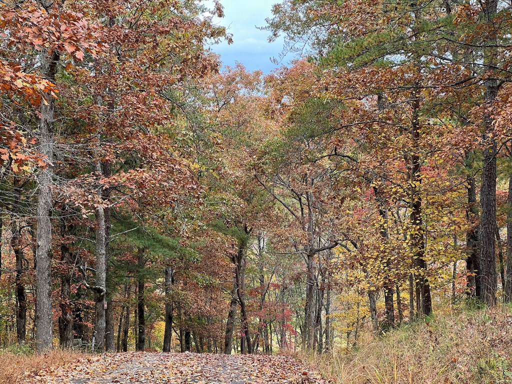 411437 Brasstown Land