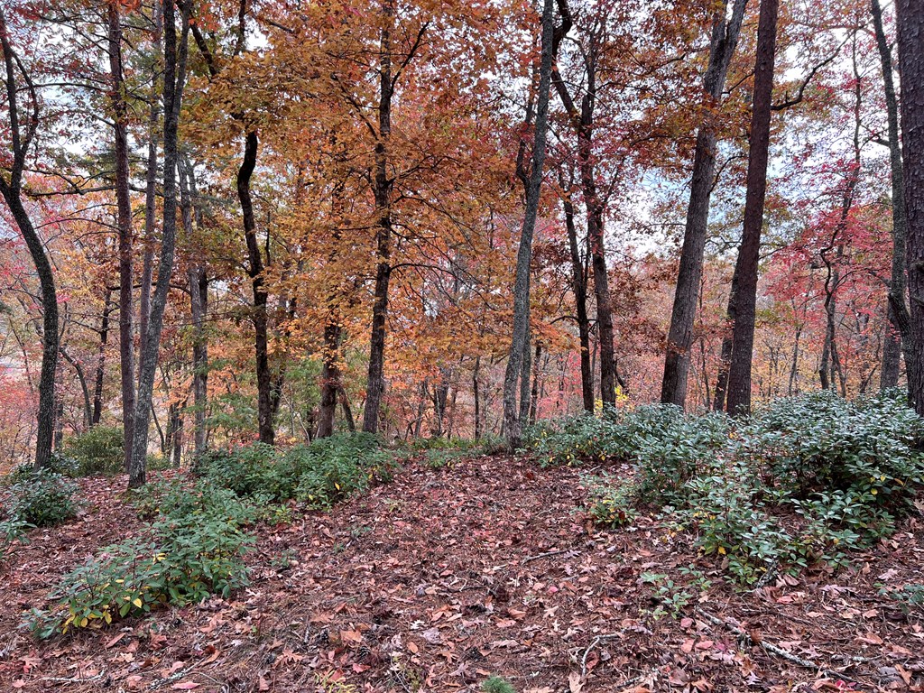 411437 Brasstown Land