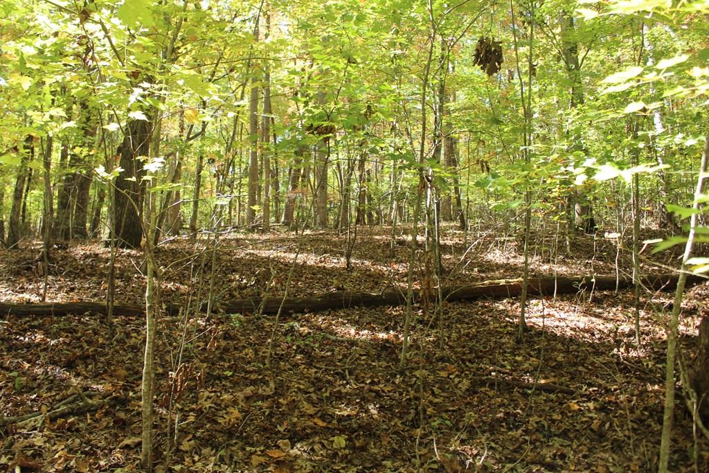 411559  Land