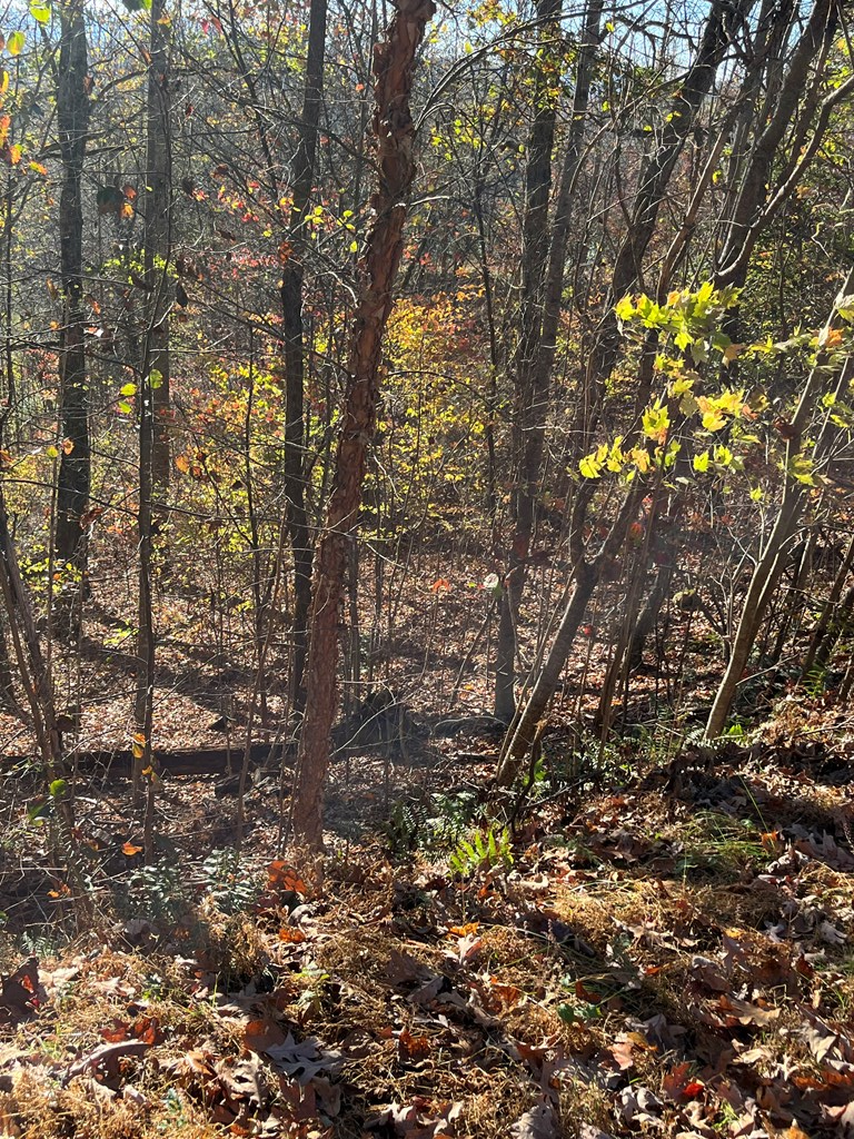 411601 Hayesville Land