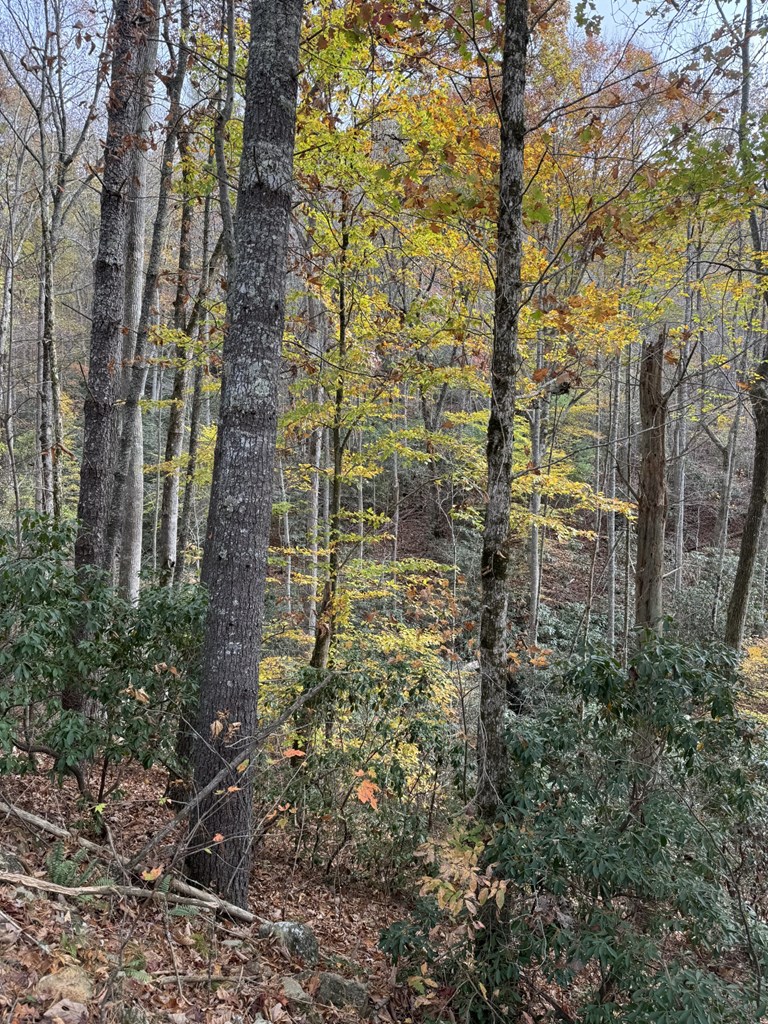 411603 Brasstown Land