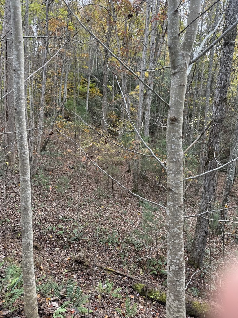 411603 Brasstown Land