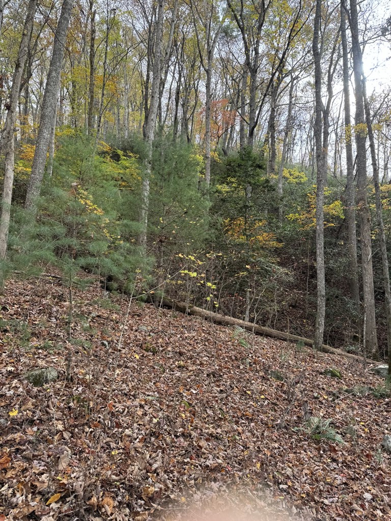 411603 Brasstown Land