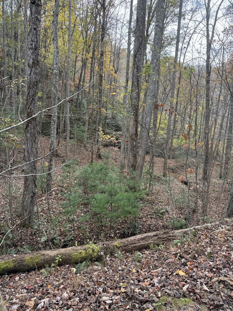 411603 Brasstown Land