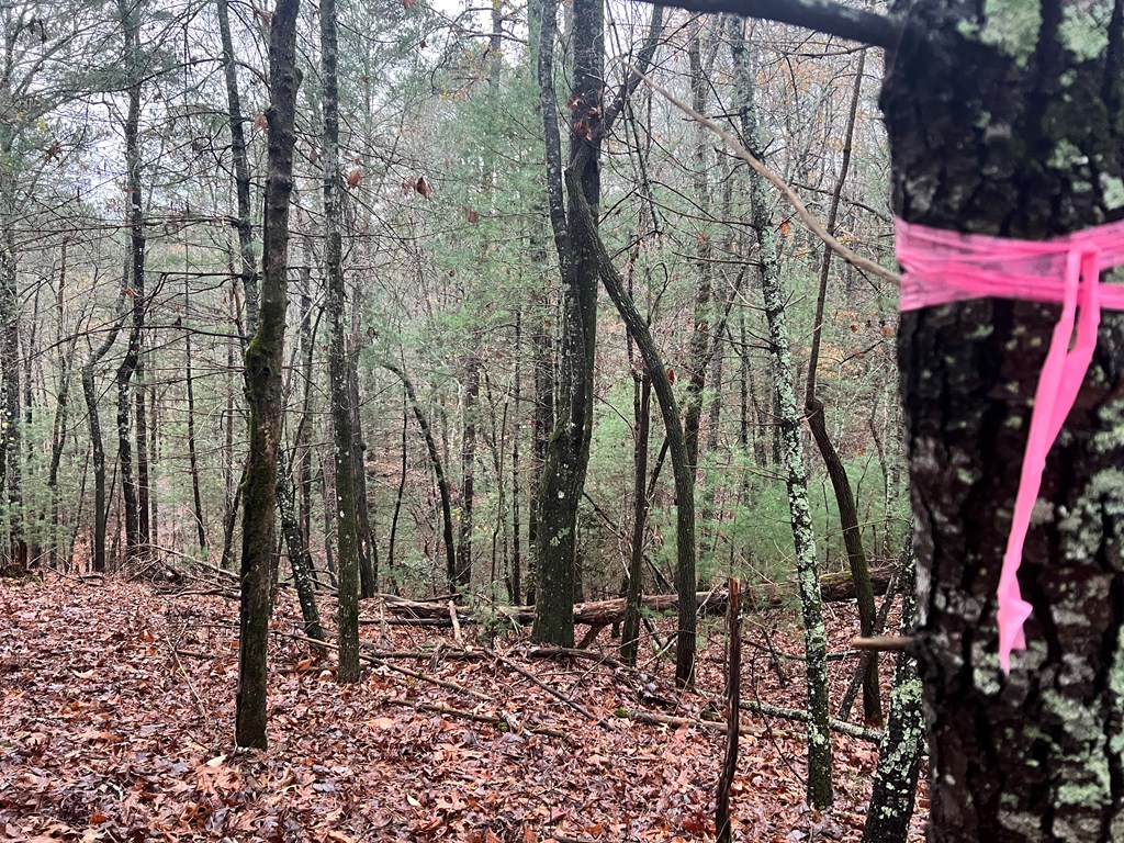 411673 Ellijay Land