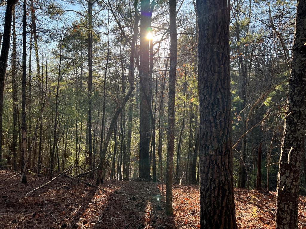 411673 Ellijay Land
