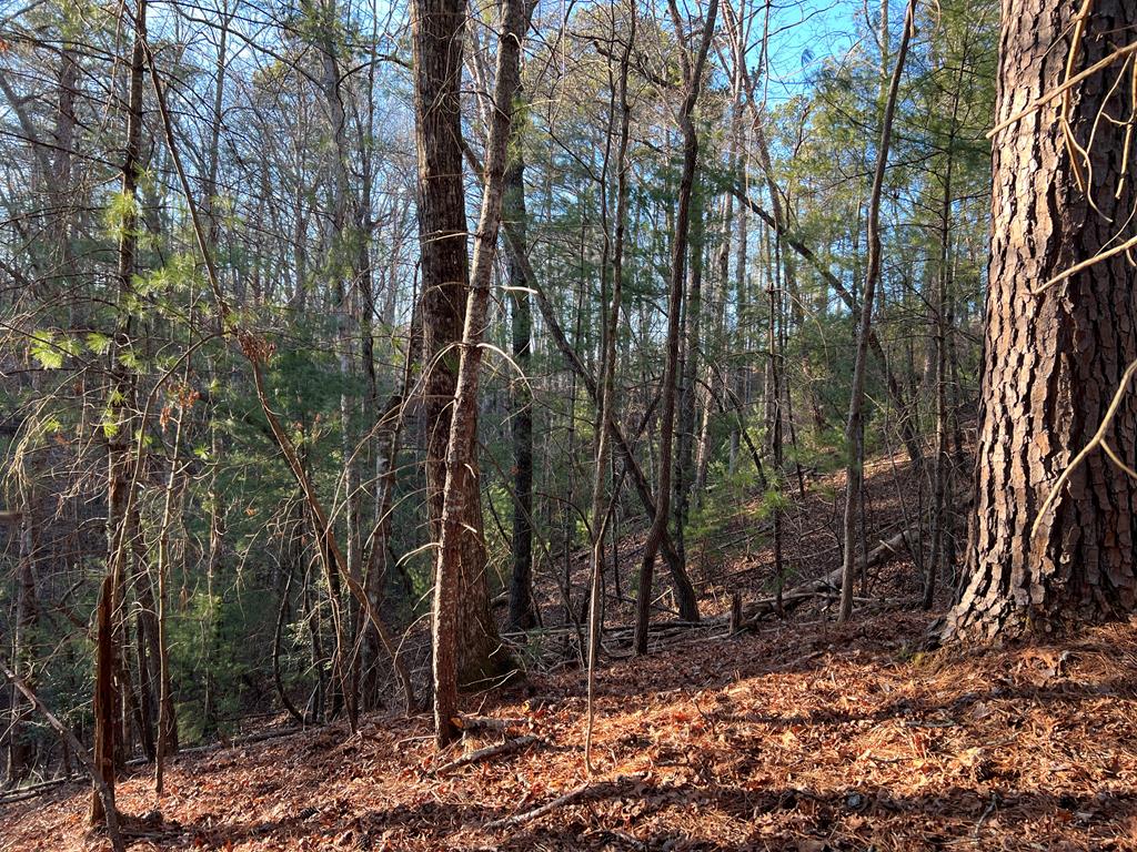 411673 Ellijay Land