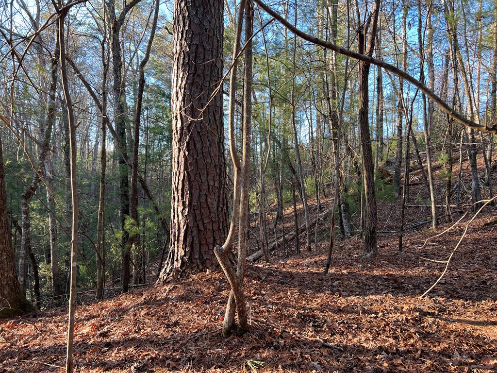 411673 Ellijay Land