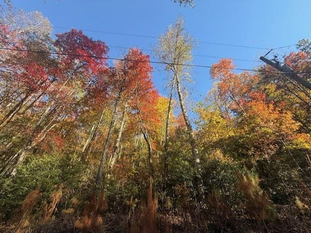 411679 Ellijay Land