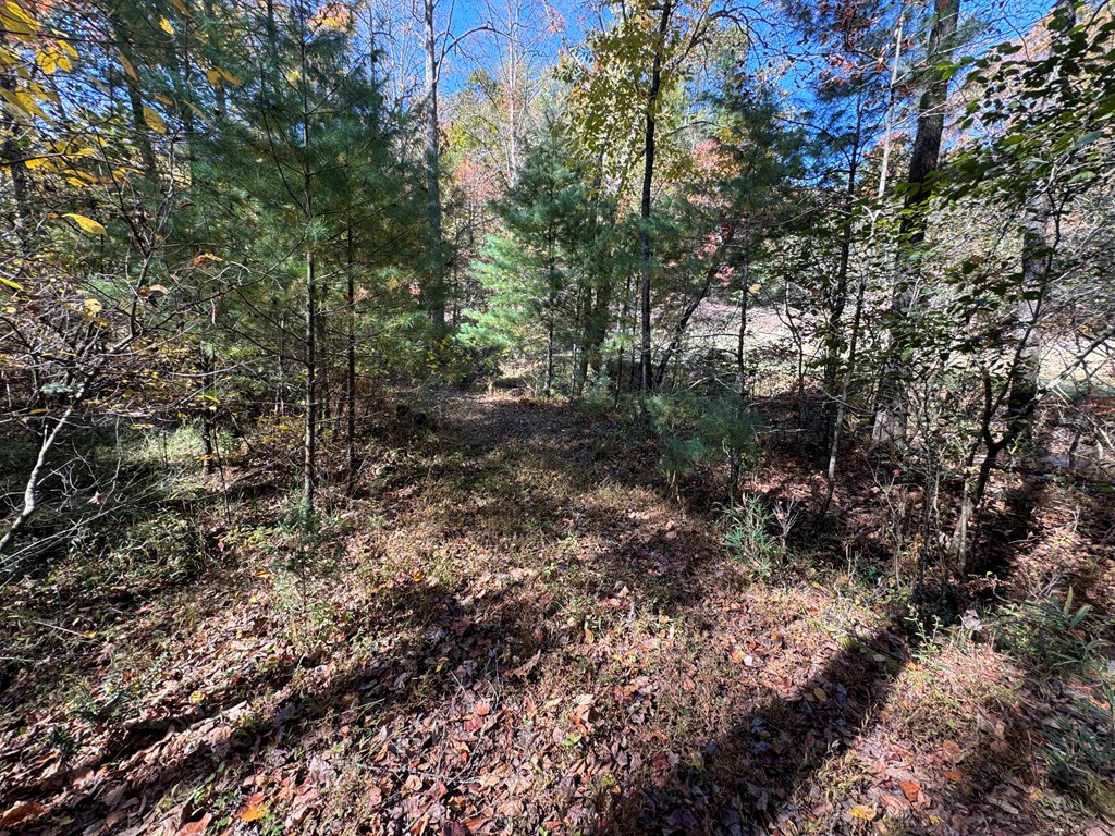 411710 Cherry Log Land
