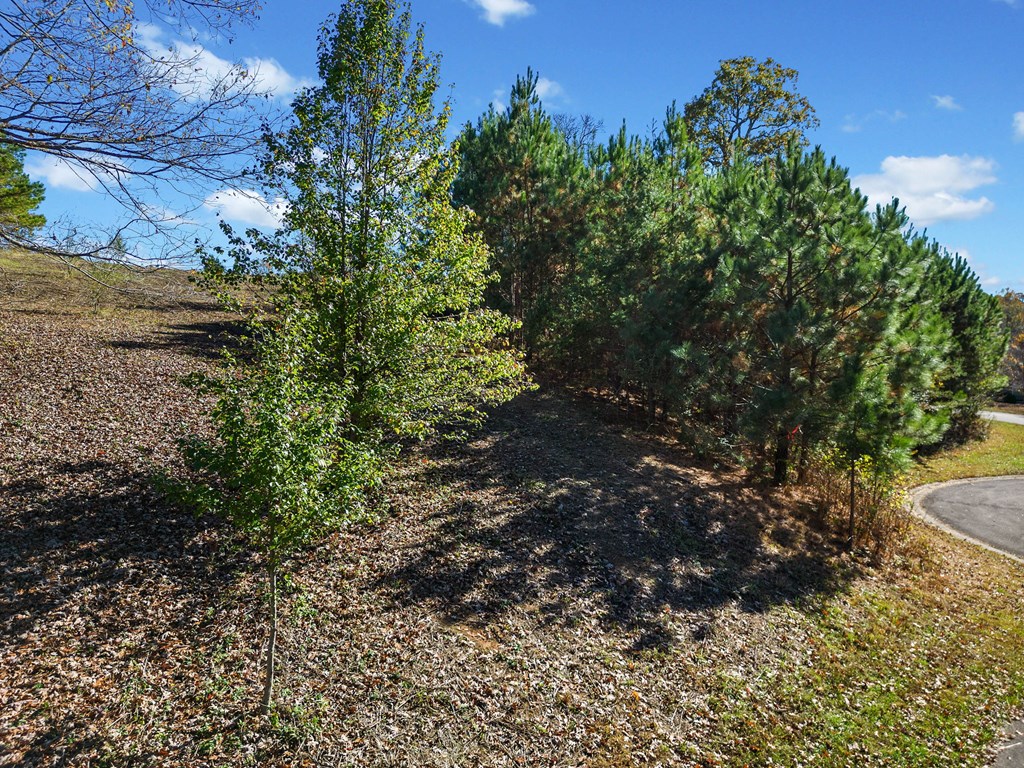 411742 Ellijay Land