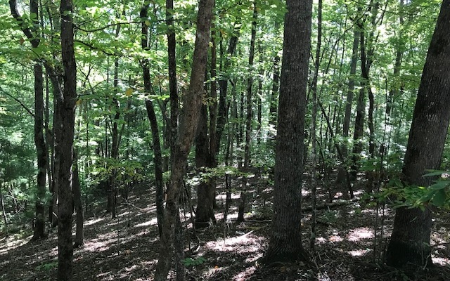 411812 Hayesville Land
