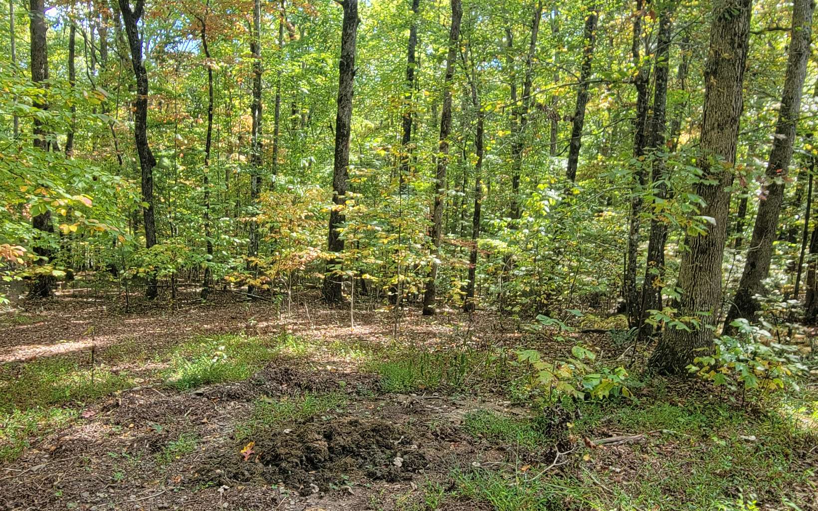 411812 Hayesville Land