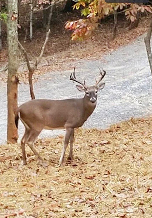 414893 Ellijay Residential