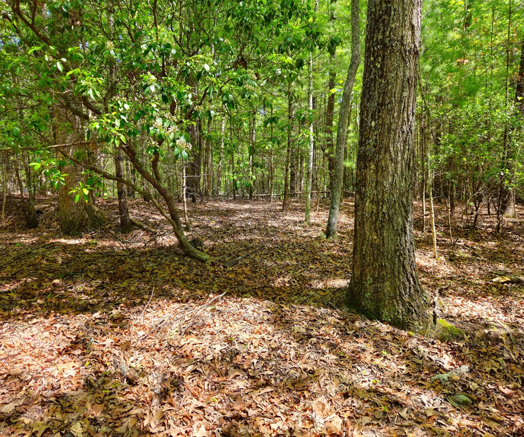417044 Morganton Land