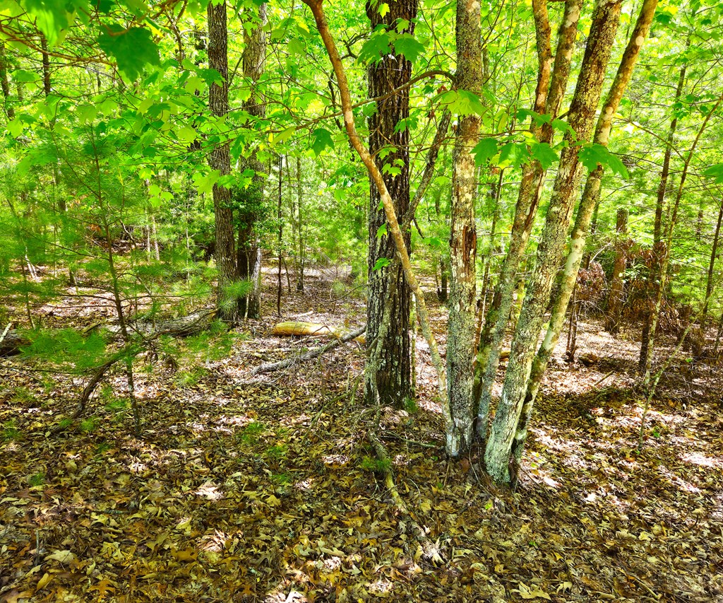 417044 Morganton Land