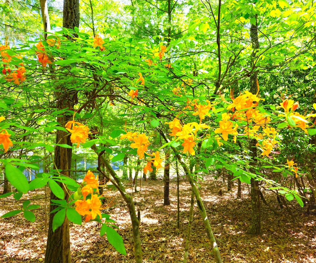 417044 Morganton Land