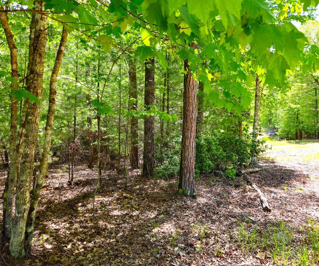 417044 Morganton Land