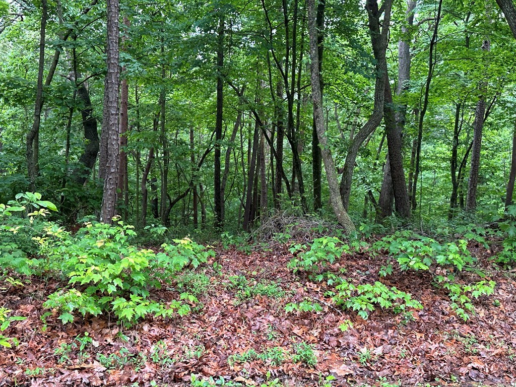 417050 Ellijay Land