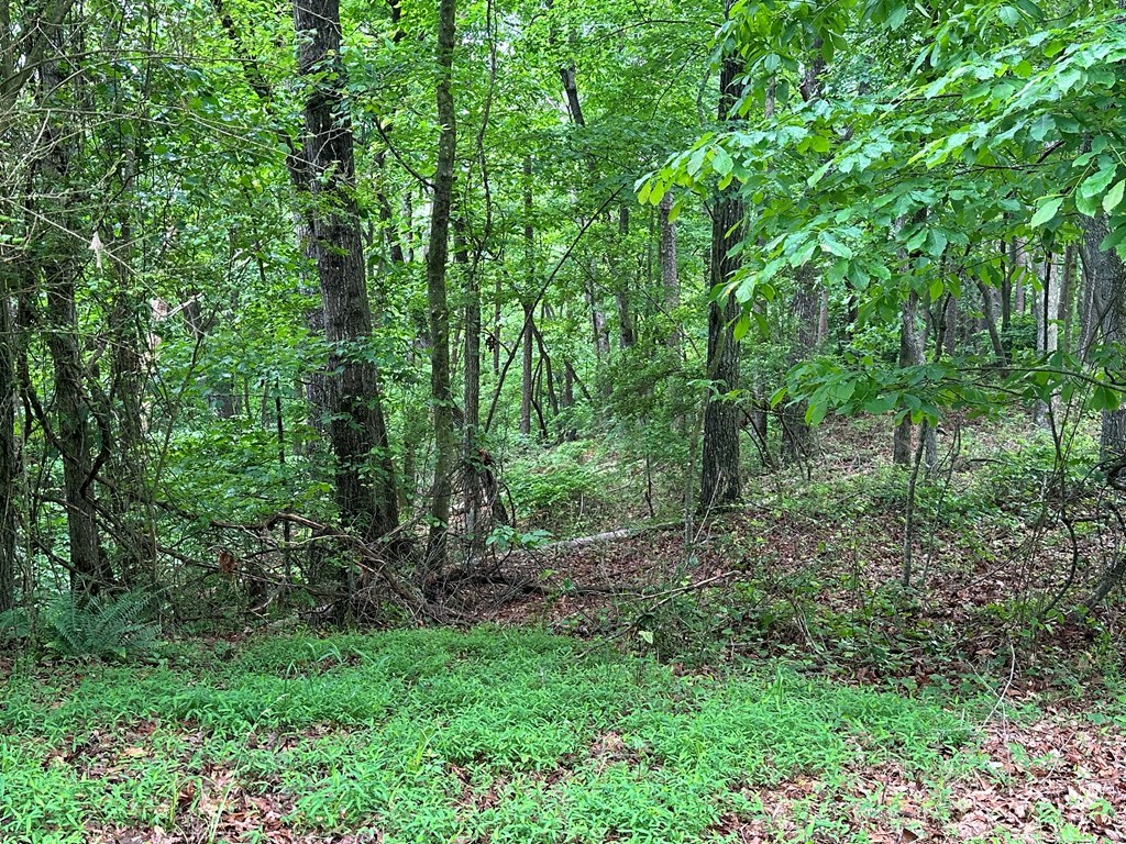 417050 Ellijay Land