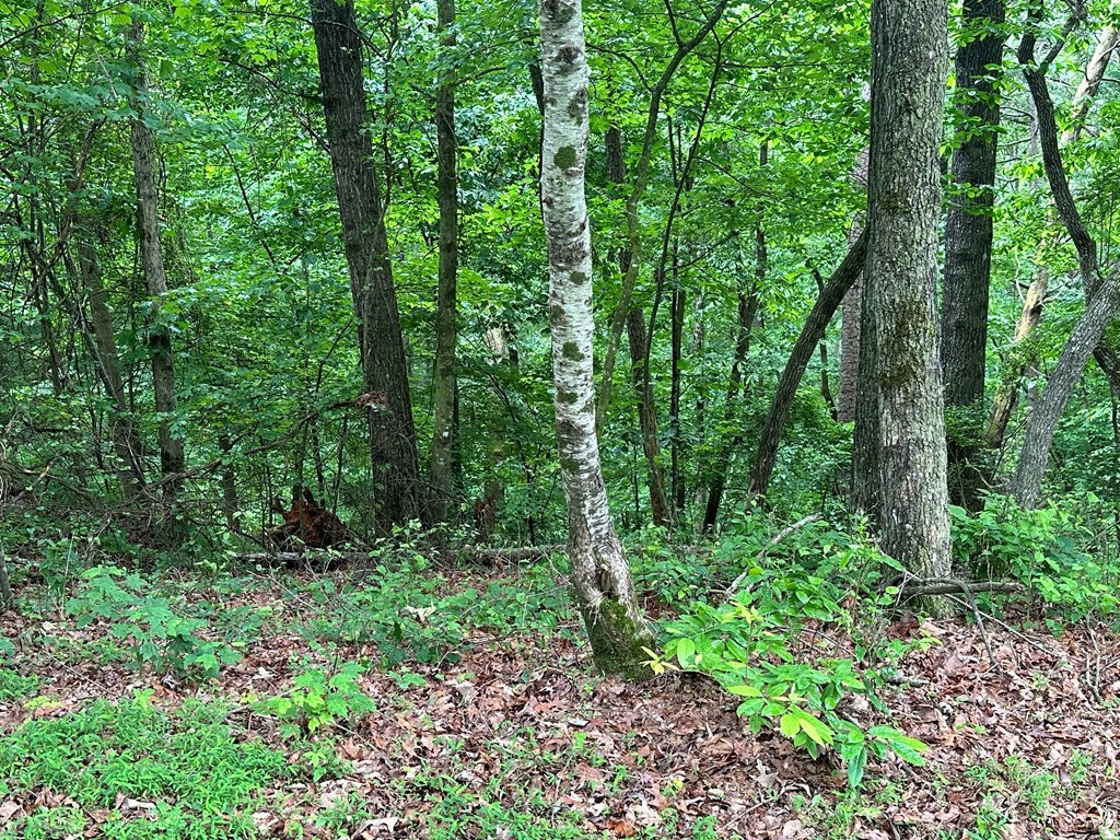 417050 Ellijay Land