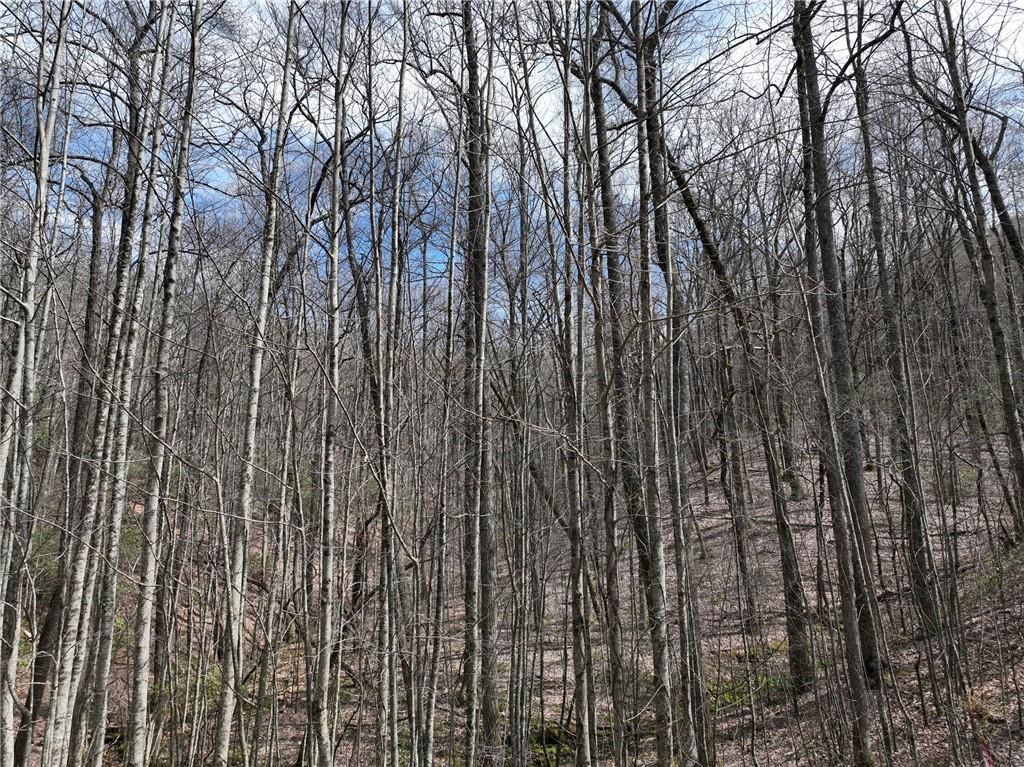 417099 Ellijay Land