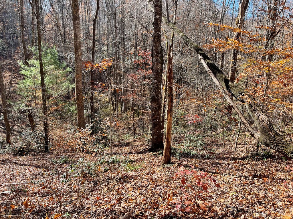 417453 Hayesville Land