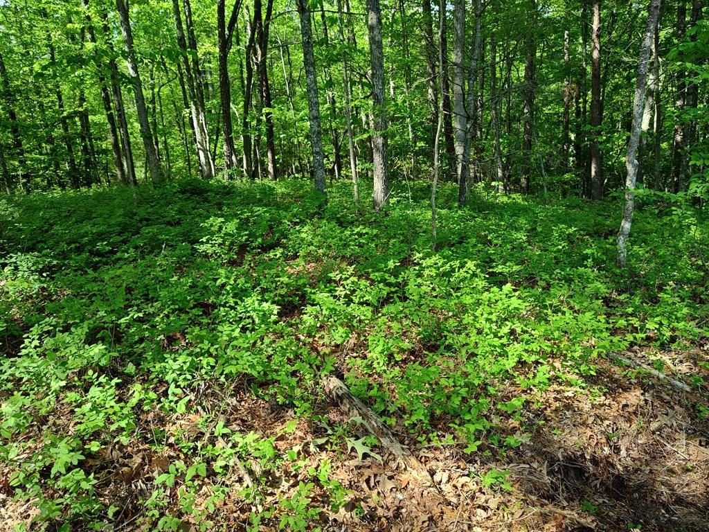 417469 Turtletown Land