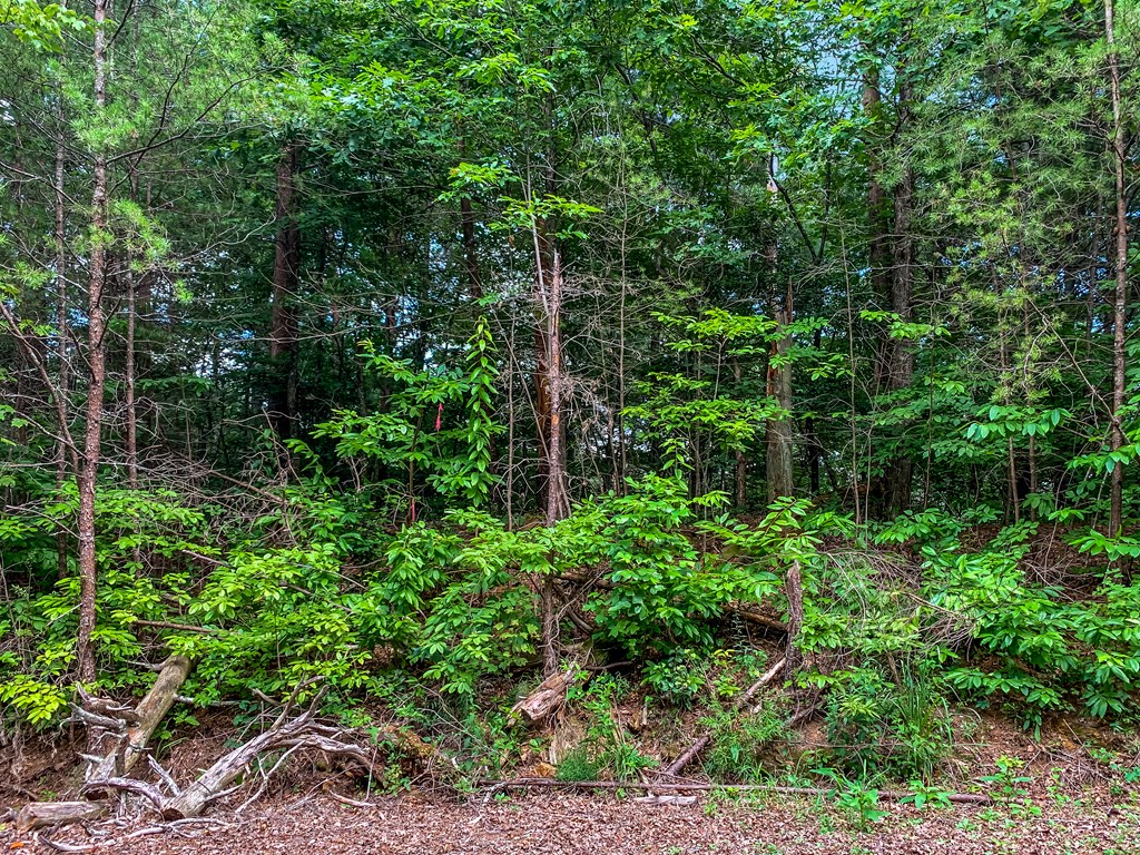 417489 Ellijay Land